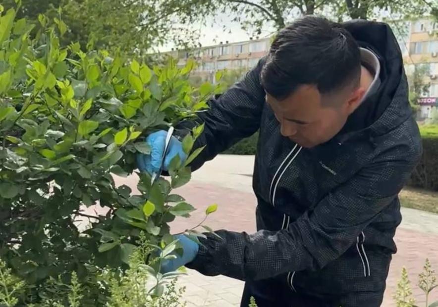 Актау получает поддержку от ученых из Алматы в борьбе с вредителями и озеленении