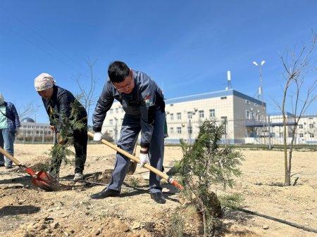 Актау озеленяют: в городе посадили свыше 300 деревьев