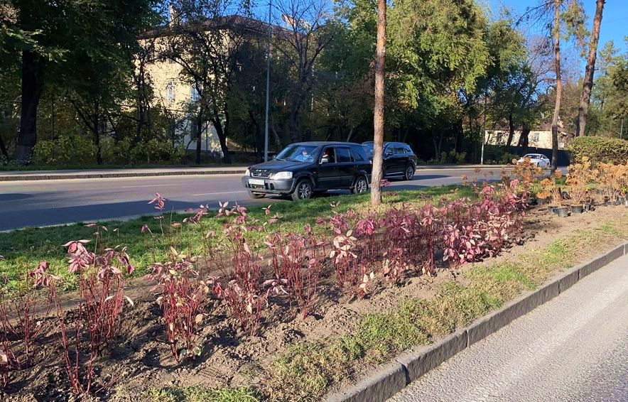 Турксибский район Алматы посадка деревьев